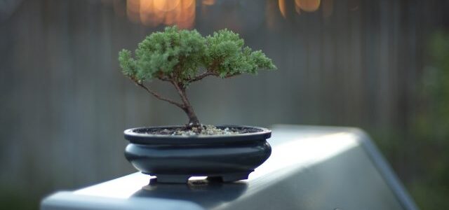 盆栽