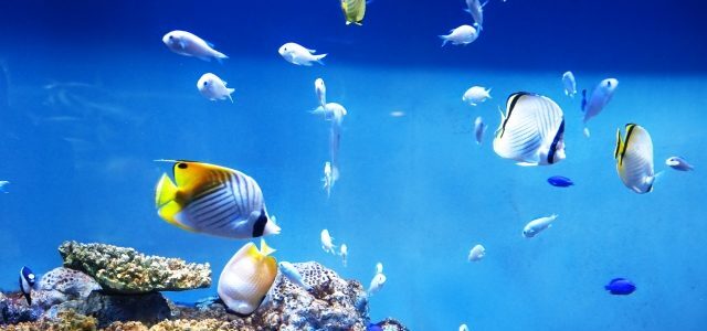 水族館巡り